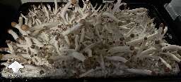 Golden Mammoth mushrooms fruiting - How many more days till this might be ready for harvesting