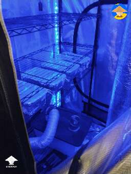Grow Tent for my shrooms