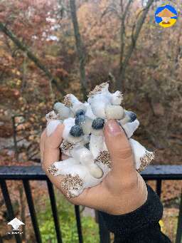 Lunch time with APE mushrooms #3