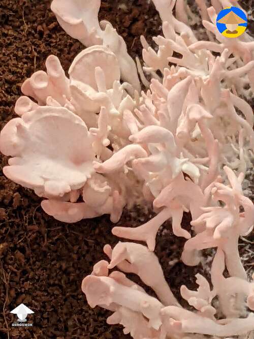 Oyster mushrooms - Kings and Pinks 