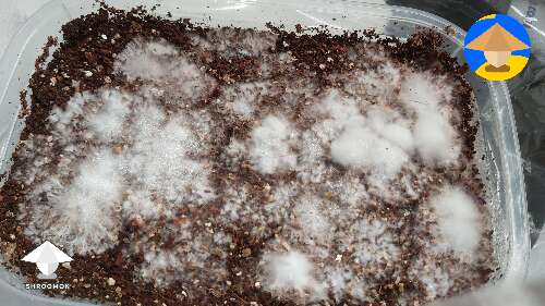 Is this mold or mycelium on mushroom cake? 