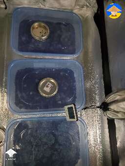 Thinking about putting the other two tubs in fruiting conditions also