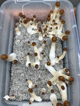 ODPE mushroom fruiting