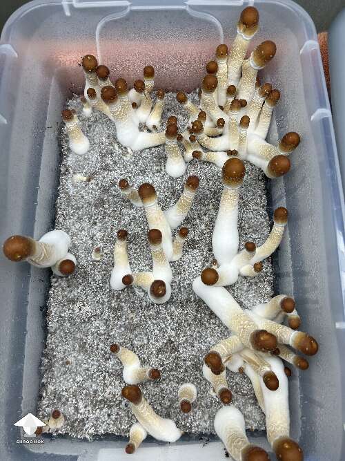 ODPE mushroom fruiting