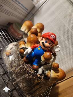 Old Dirty Penis Envy - ODPE mushrooms fruiting