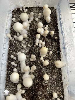 My APE mushrooms is coming along #2