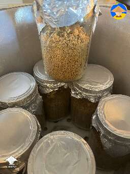 No soak no simmer millet preparation recipe for grain spawn