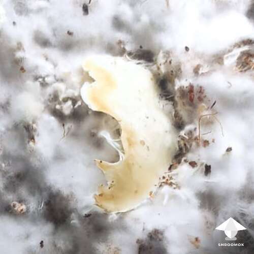 Yellowish mycelium: contamination or not?