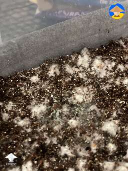 Pretty sure this is trich? Any way to salvage or just chuck it and bleach?