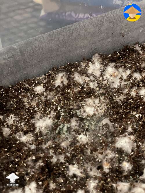 Pretty sure this is trich? Any way to salvage or just chuck it and bleach?