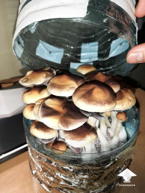 Bottle-tek as easy method for mushroom cultivation at home