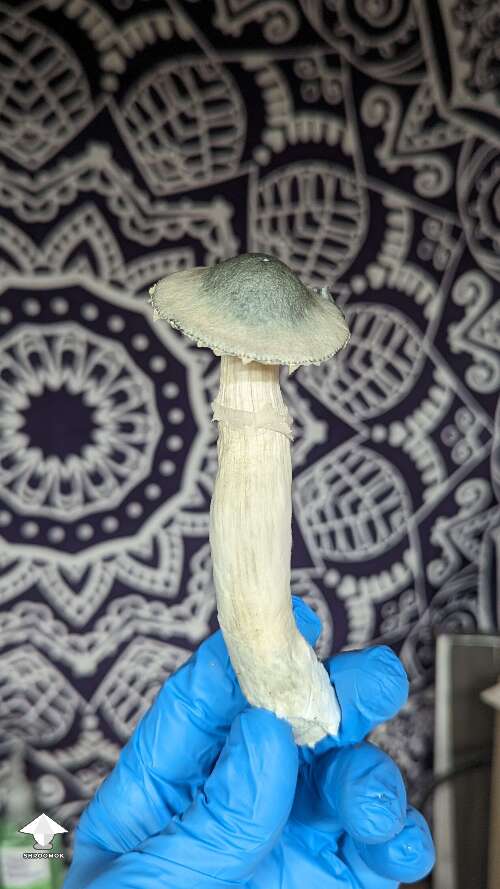 BAPER magic mushroom