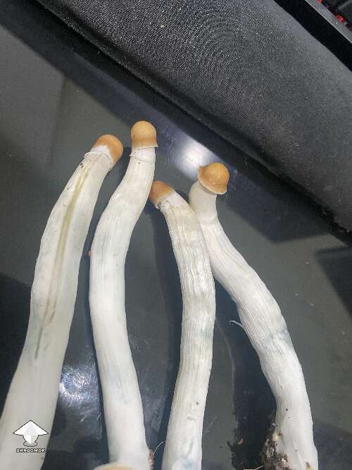 Tall leggy golden teacher mushrooms - is this a genetics thing or a growth conditions thing