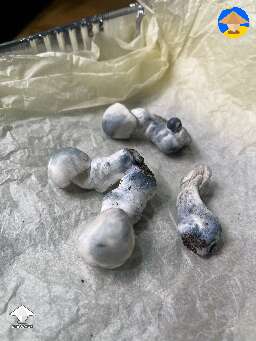 First time growing ever. First monotub. Did APEs and so excited #4
