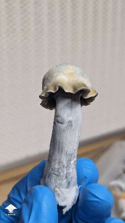 Clockwork Orange shroom