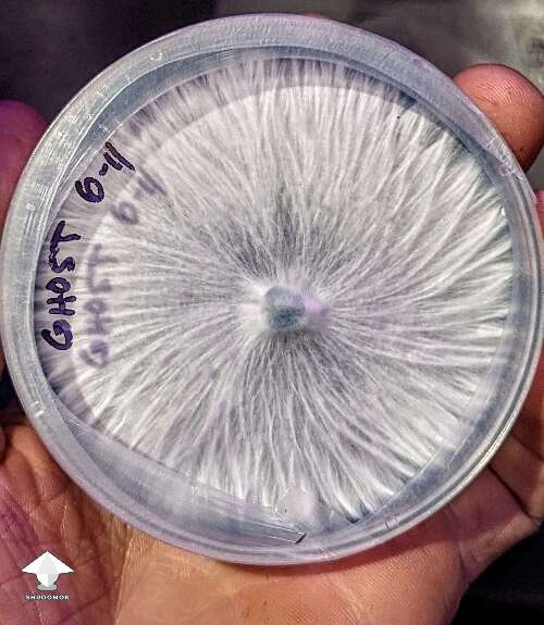 Beautiful mycelium growth on agar - forever amazed at how uniform nature can be #3