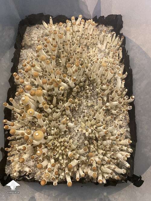 B+ mushroom fruiting - let this tub get way too humid