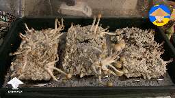 Magic mushrooms fruting