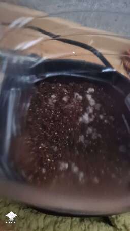 Orissa bottle tek growing