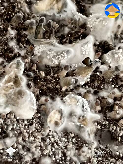 White dots growing up the stumps of previous mushies. Contamination?  #2