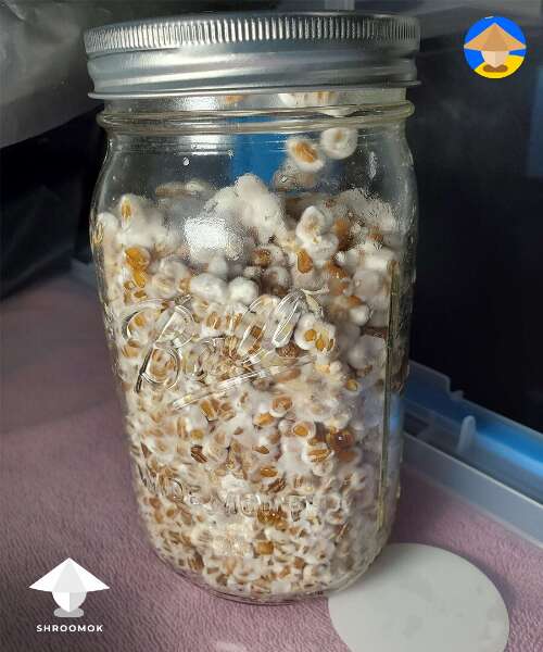 grain spawn jar for contamination id