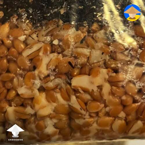 bursted grains in all in one bag are prone to bacterial contamination
