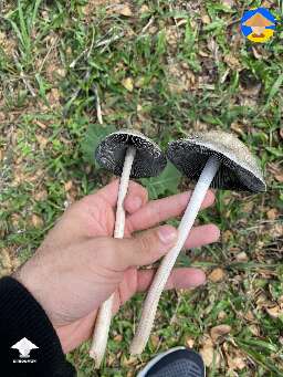 the biggest pan cyans panaeolus cyanescens I’ve ever seen in the wild