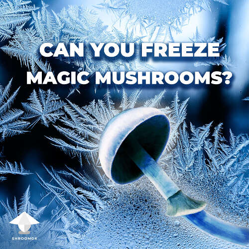 Can you freeze magic mushrooms