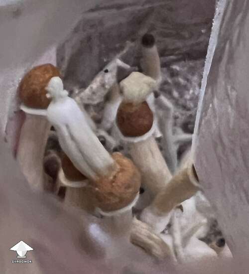 Strange stuff growing out of mushrooms on the caps - what causes this?