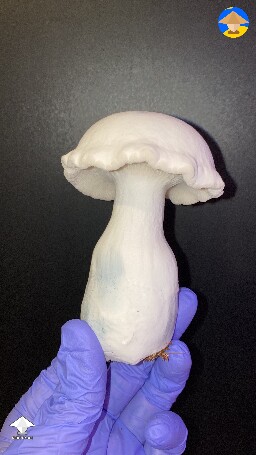Nebula mushroom