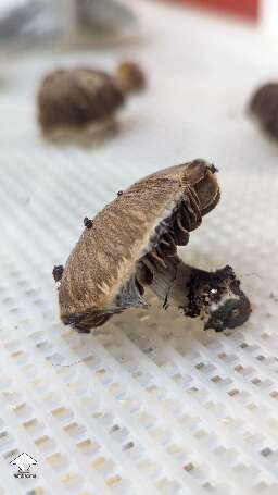 Choco Rojo magic mushrooms #7