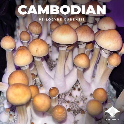 Cambodia magic mushrooms
