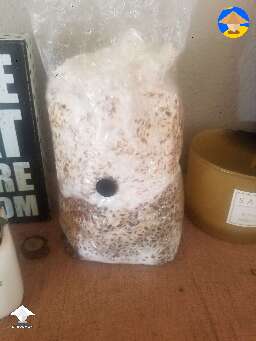 It should be really white and full of growth. Like this