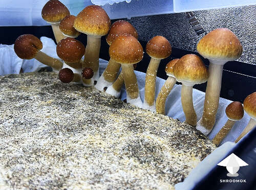 Side pins bonus mushrooms