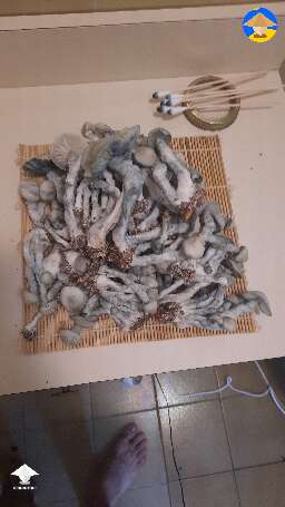 Gandalf shrooms harvest 280g #3