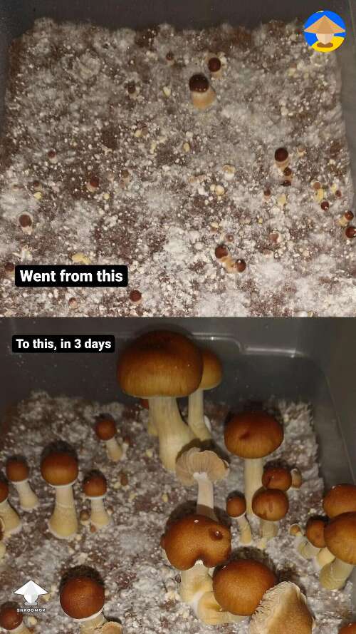 Mushroom fruiting 3 days difference