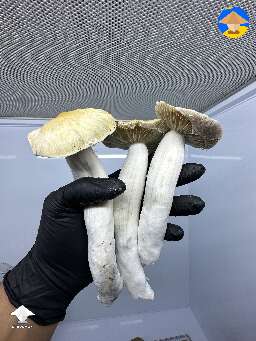 Red Boy mushrooms - 1st flush