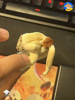 Weird GT mutant #2