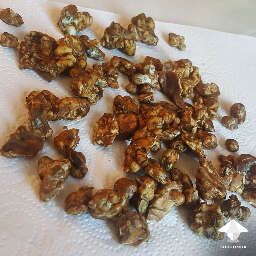 Magic truffles harvest