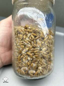 Stalled jar with no growth after a break n shake that sat for almost a month with no sign of life. The shaking clogged my micron patch