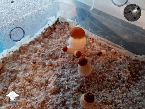 CRS (Colombian Rust Spore)