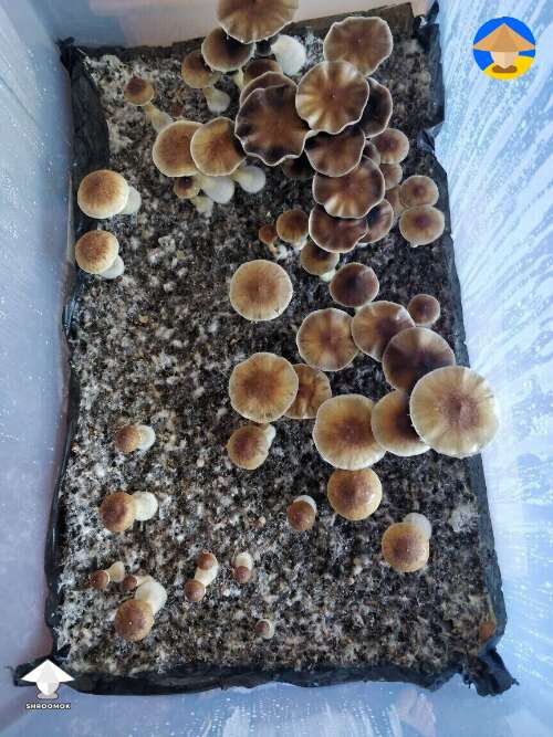 First mushroom grow in monotub