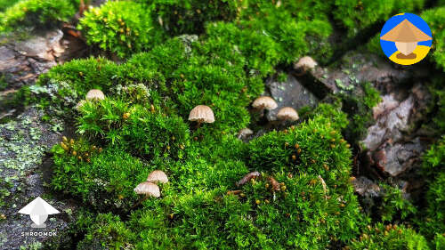 Tiny mushrooms found in the moss #4