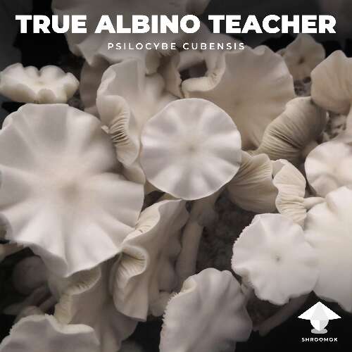 TAT (True Albino Teacher) gallery on Shroomok