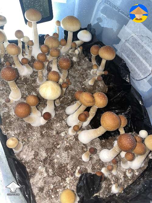 Had Trichoderma contam - fought it off hard enough to push a second flush of Albino Pink Buffalo mushrooms