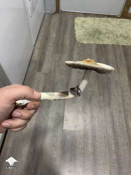 Look at this big bastard (Burma) 😂