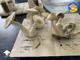 Jack Frost cubensis magic mushrooms #4