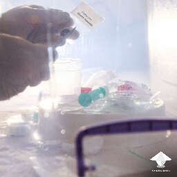 Spore print to spore solution syringe