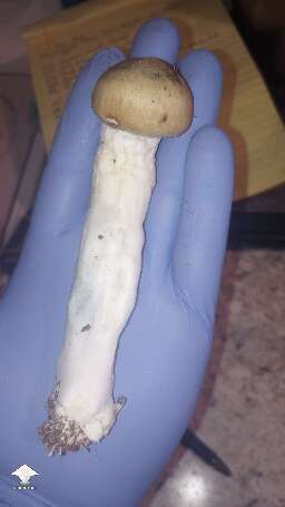 Harvested Penis Envy - 795.76g wet - the biggest one is 103.46g