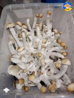 First ever grow. MVP strain of magic mushrooms